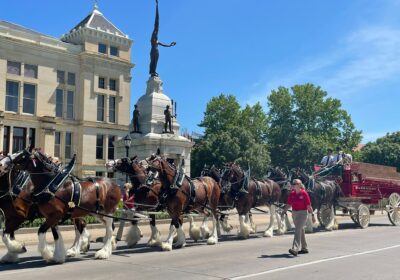 World-Famous Budweiser Clydesdales Coming to Downtown Branson