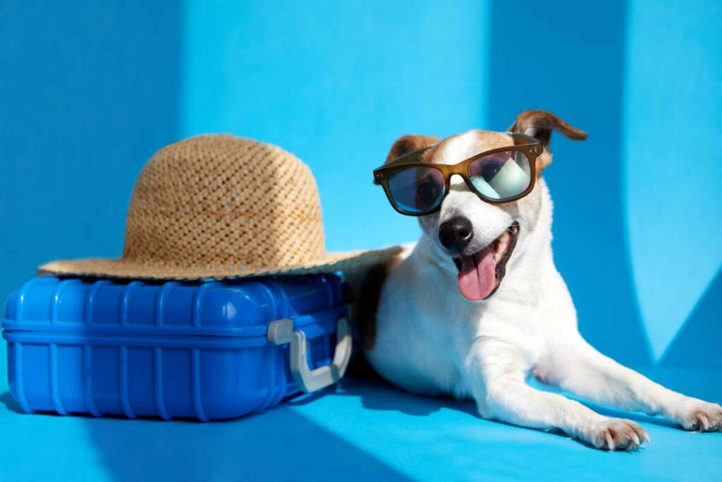Cute dog breed Jack Russell Terrier in sunglasses lies with suitcase and straw hat isolated on blue studio background.