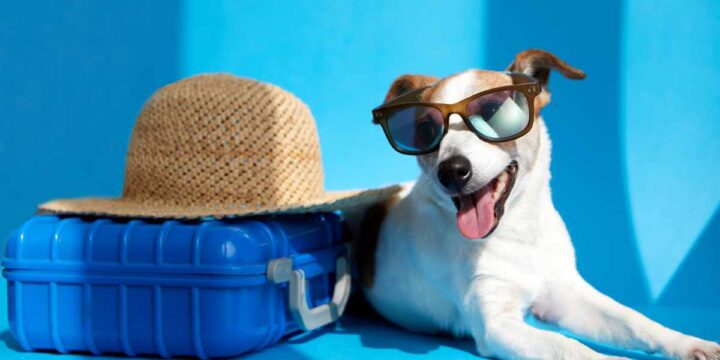 Pet-Friendly Things to Do in Downtown Branson (Plus Where to Stay)